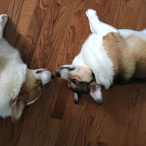 Meet your Posher, Hannah, Daisy, Rocky, Baxter(RIP) and Logan (RIP) - Picture 9 of 14